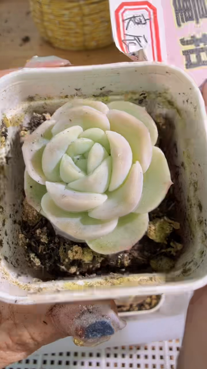 良辰 五方一盆 单双混 量拍混发