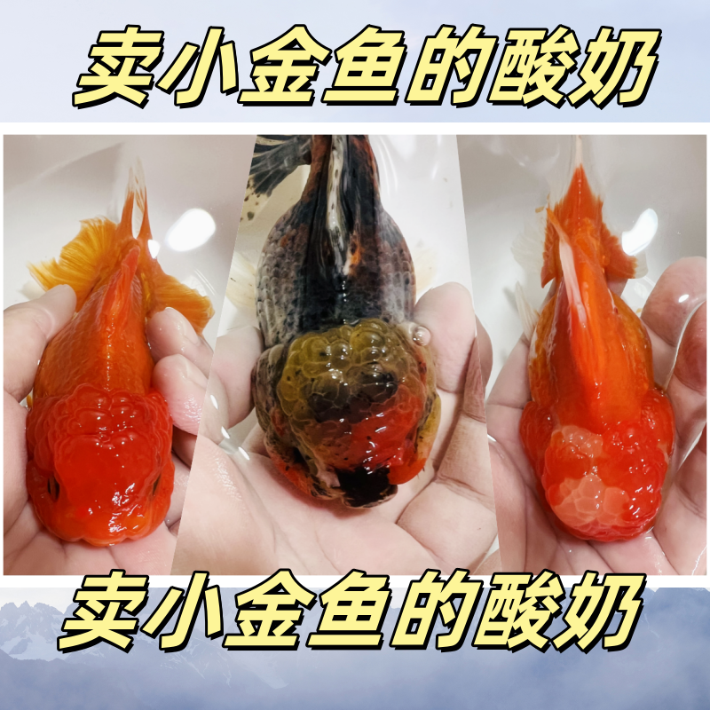 红牌的选项101-200号选项红国师黑龙睛鎏金鹤顶红金鱼