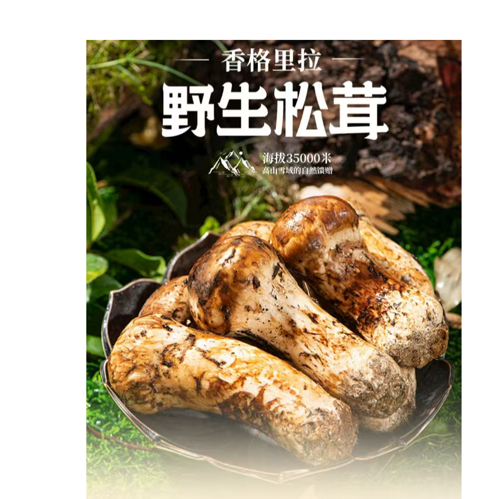 新鲜松茸云南香格里拉产地食用菌菇炖汤食材
