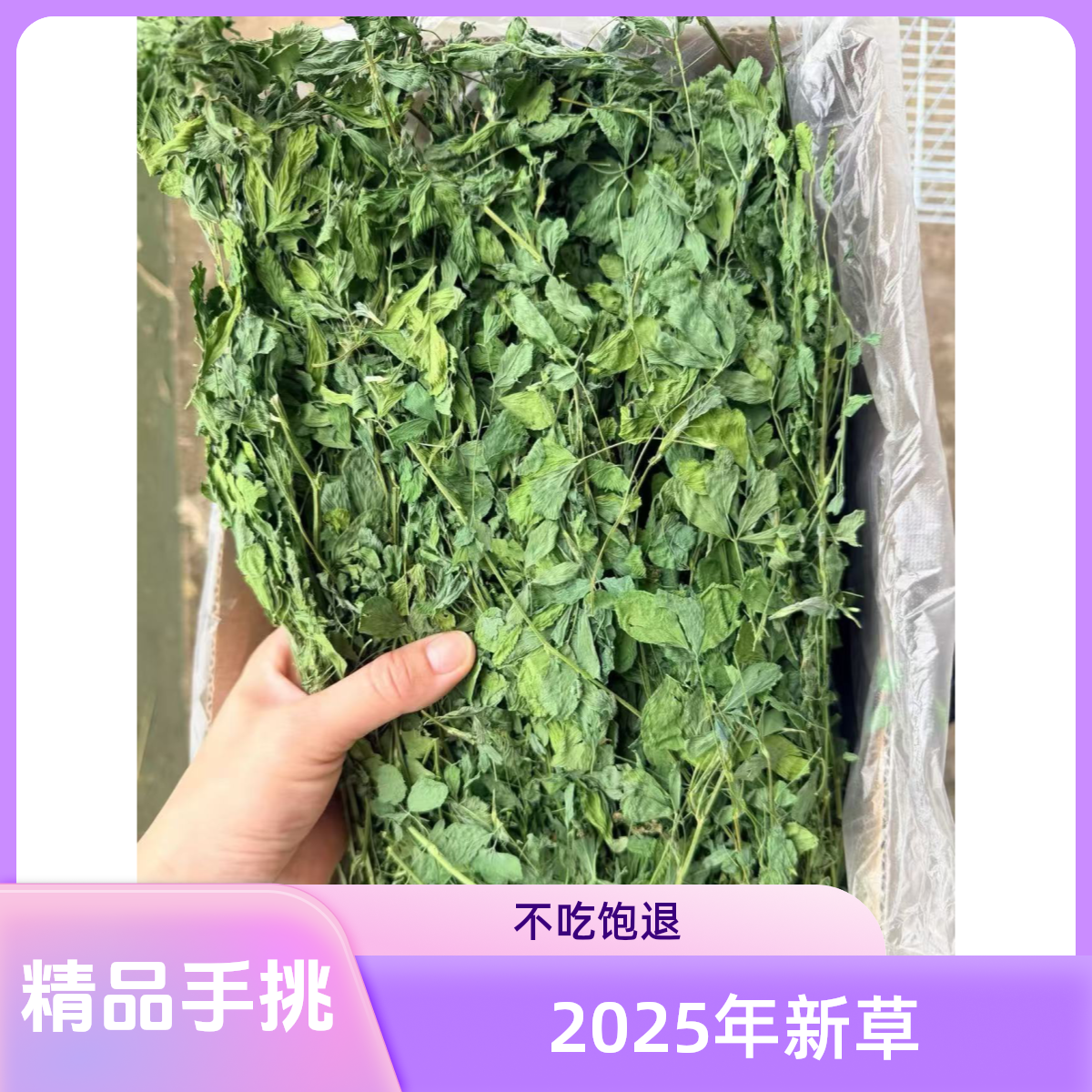 《是青云》精品手挑紫花苜蓿草烘干苜蓿草龙猫垂耳兔兔兔粮毛重1KG