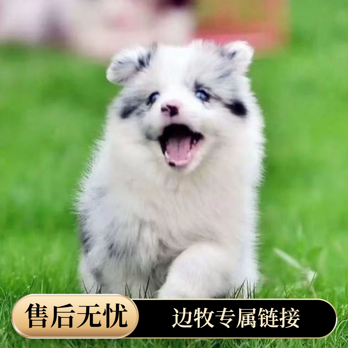 边牧向前冲狗狗活体专属链接