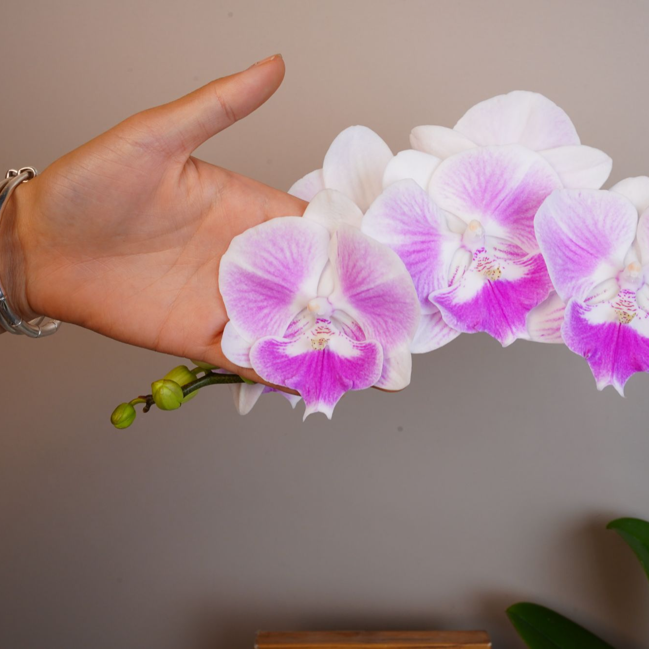 《花漫里花卉》蝴蝶兰（妖娆）3.0寸全花开花珠发货