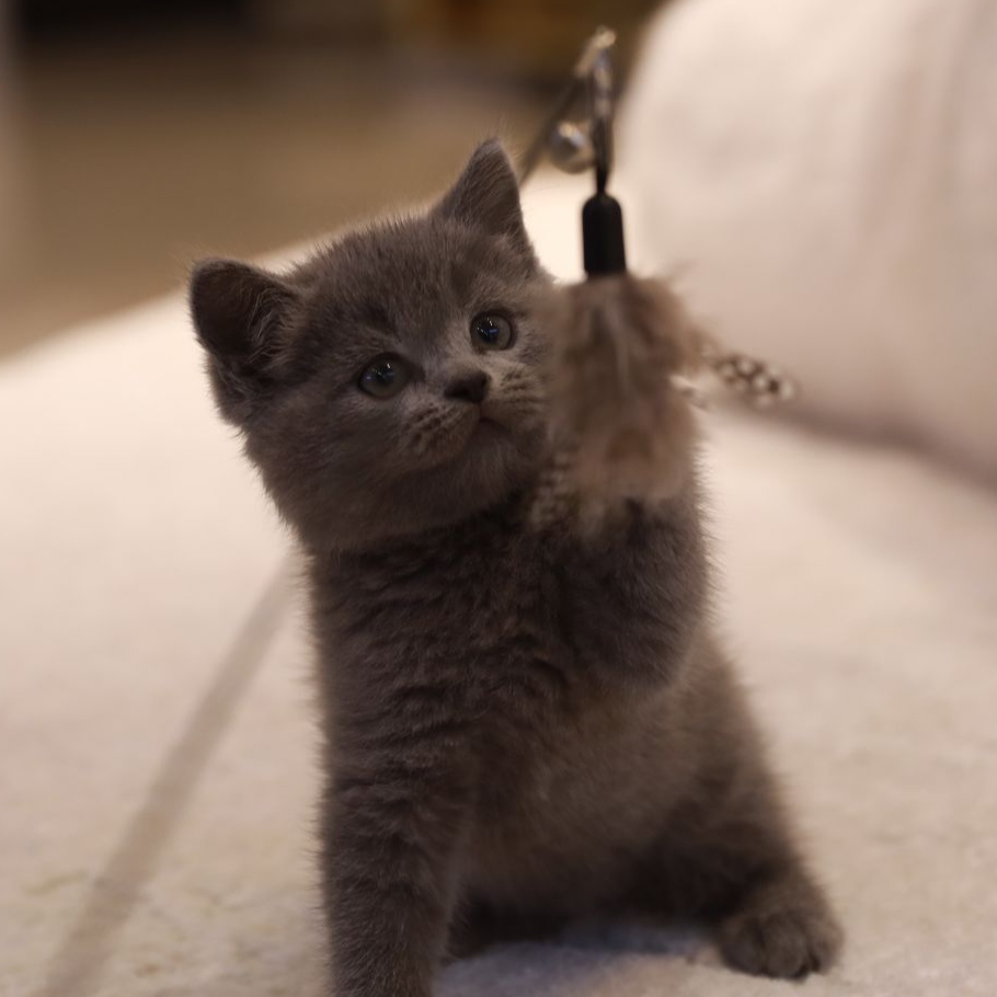 【云梦猫舍】英短蓝猫弟弟（如意）