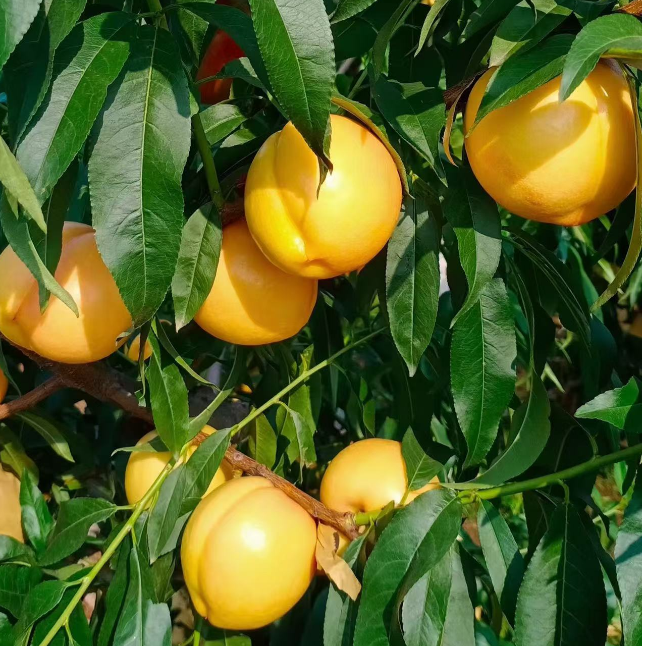 平谷本地黄金油桃黄金蜜3-5斤北京市