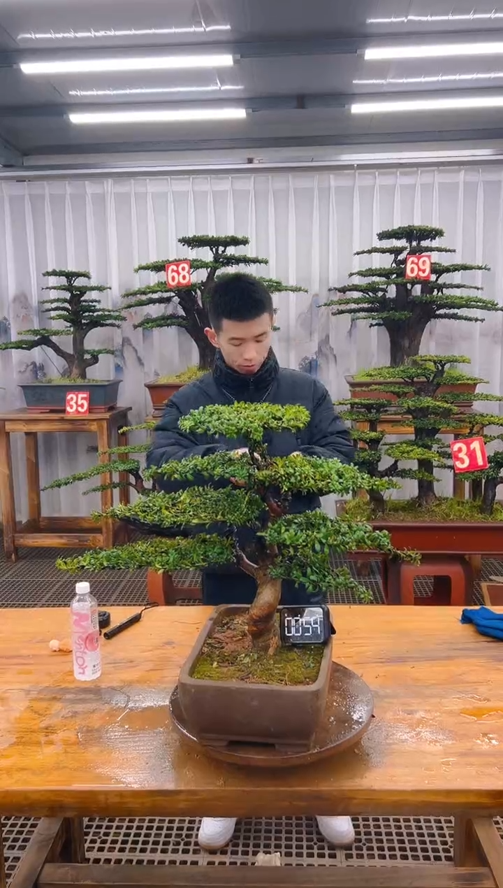 精品盆景直播间一物一拍