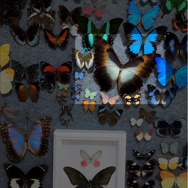 月神闪蝶A1不带框成品