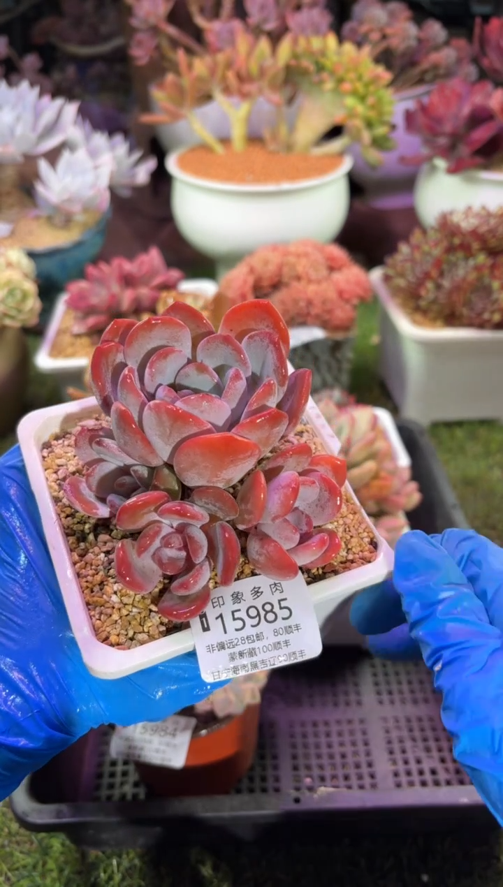 【闪购商品】15985