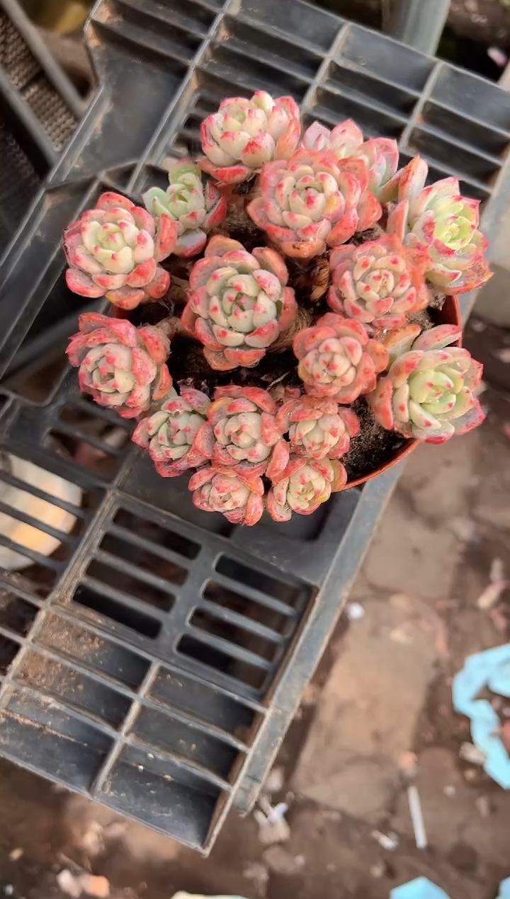 花***宿多肉植物一物一拍26296