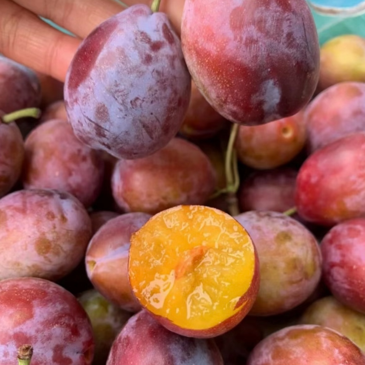 智利进口西梅2-4斤装（顺丰包邮 坏果包赔）