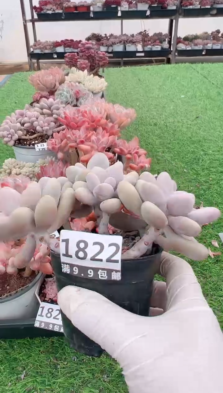 【闪购商品】信福多肉一物一拍