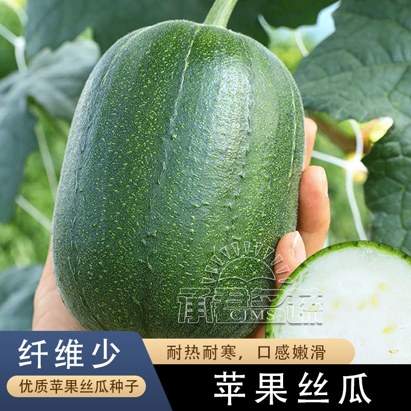 苹果丝瓜种子菜瓜种籽肉丝瓜圆丝瓜菜瓜籽种四季蔬菜种孑菜种水瓜