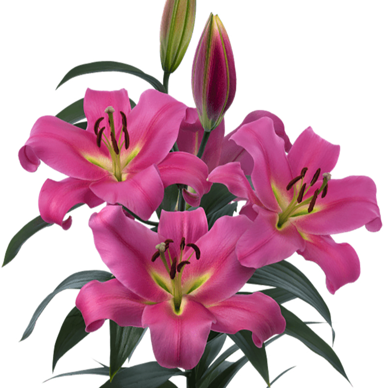 【粉色浪漫】14/16 OT系列香水百合种球种植进口百合种球栽种