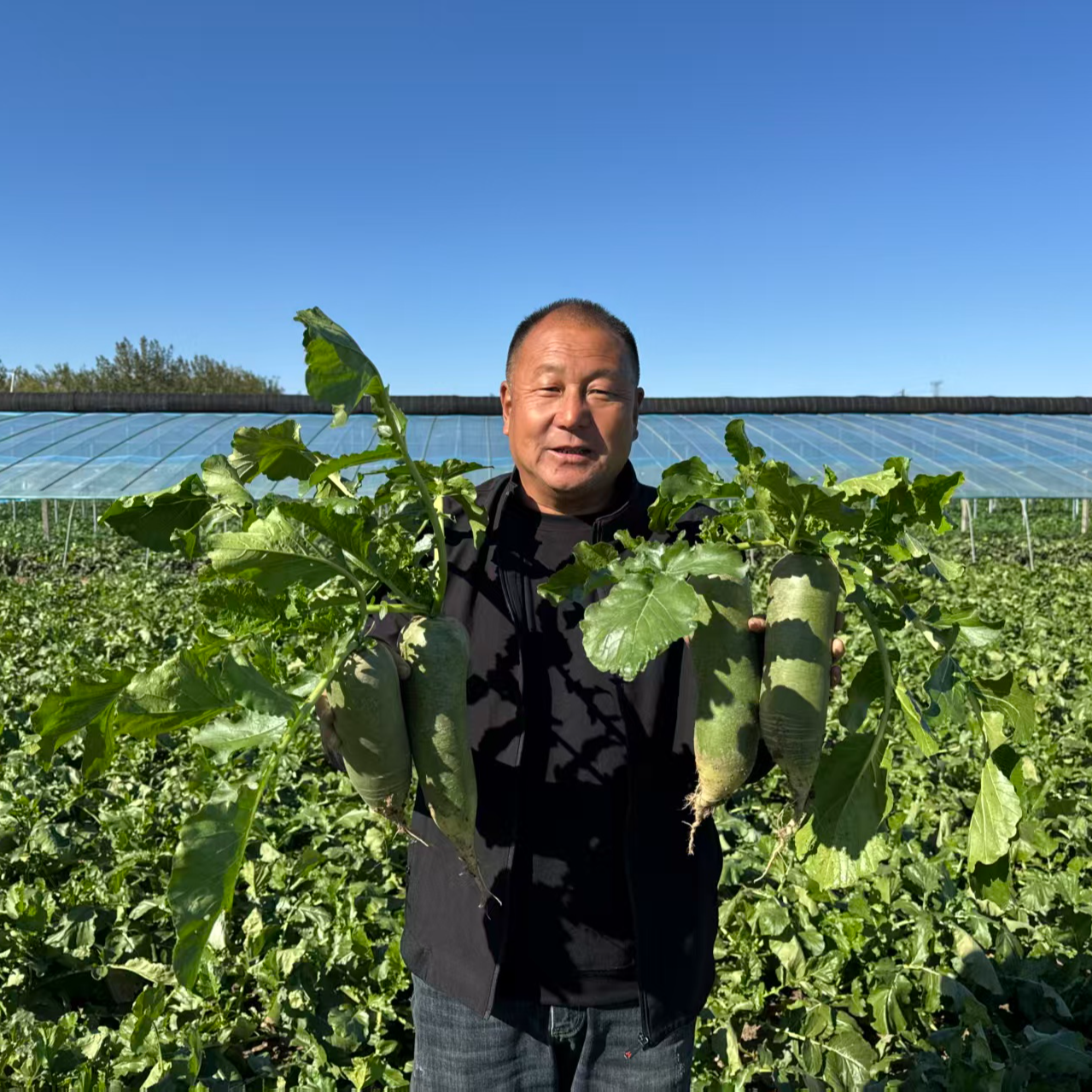 天星02（金星）天津沙窝老郭老味道沙窝萝卜酥脆多汁 净重4.5-9斤