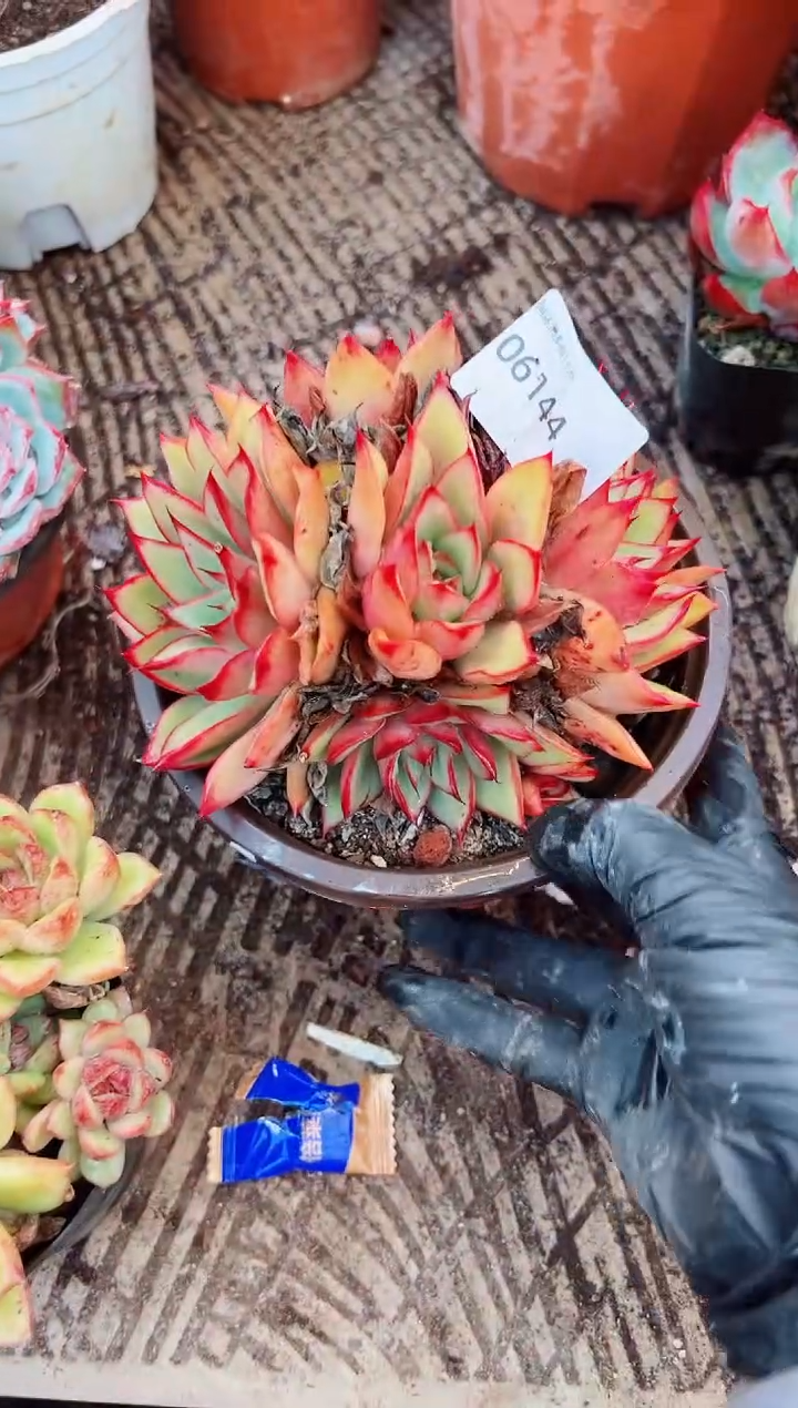 茉**。多肉植物一物一拍06144