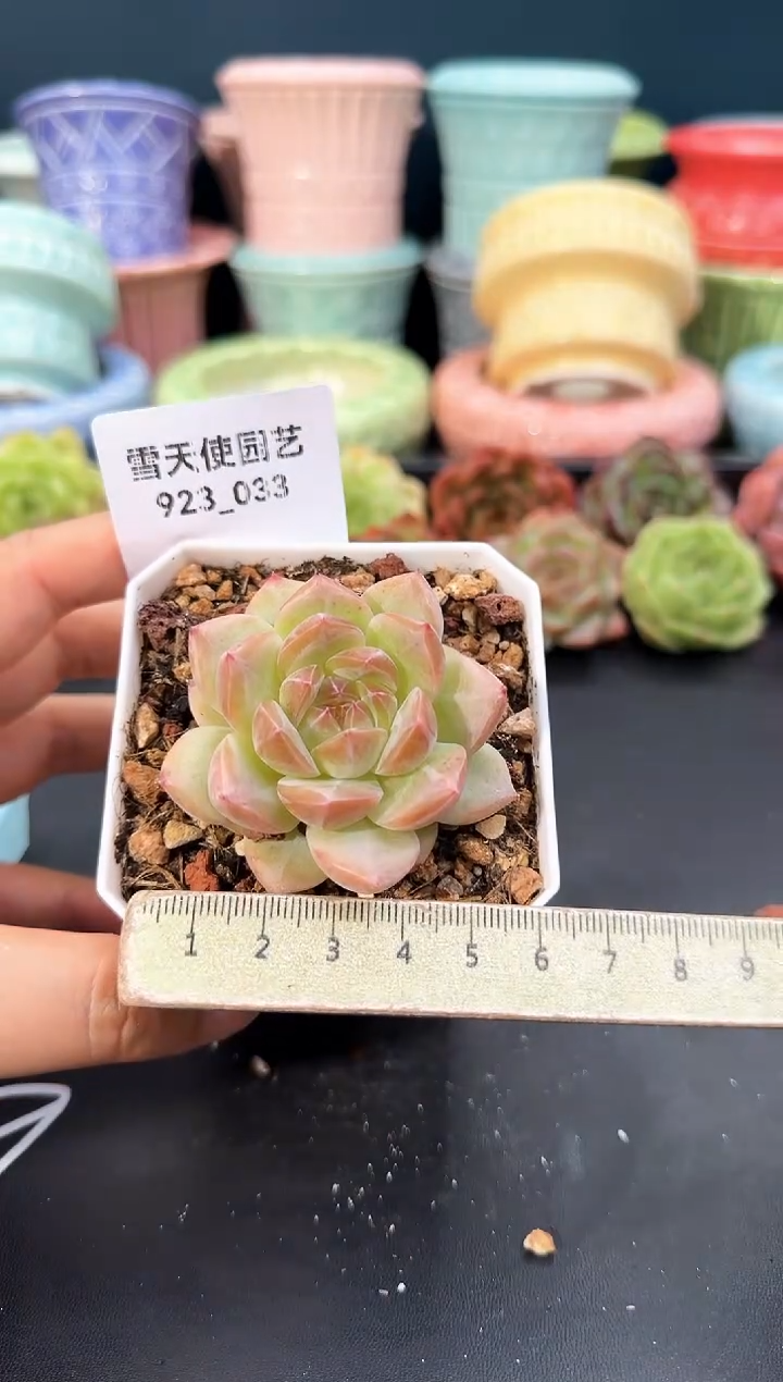 923-033青山（冠幅5cm）