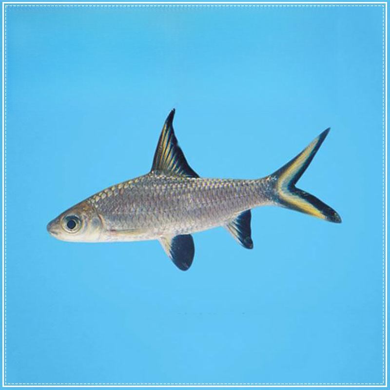 银鲨淡水鱼观赏鲨清洁鱼可混养皮实耐活观赏鱼