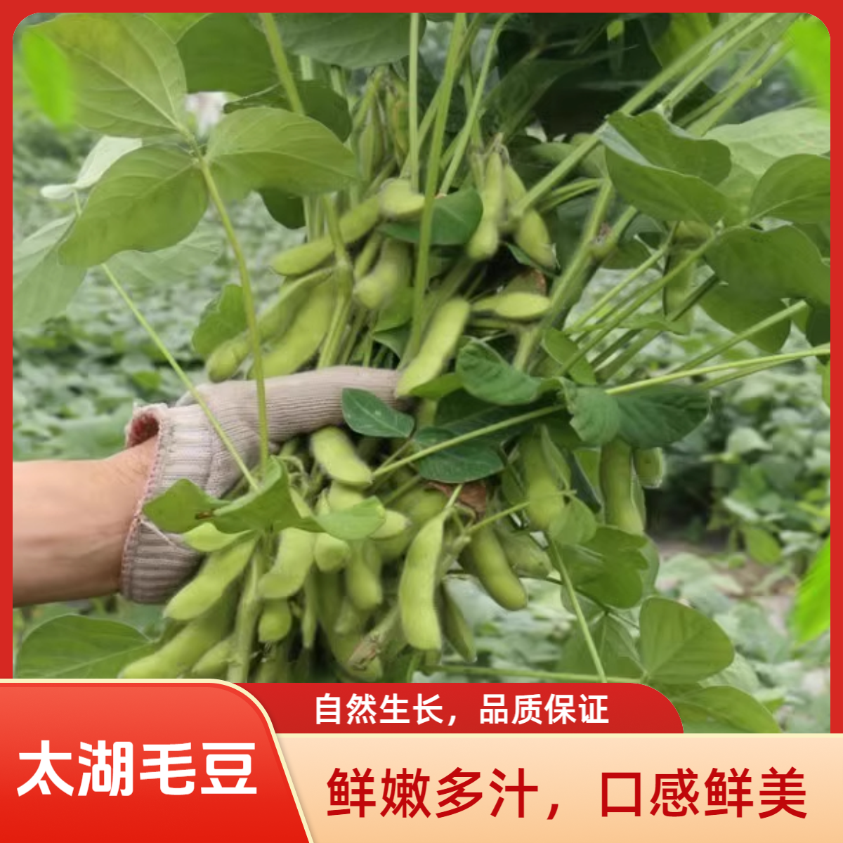 太湖毛豆加丝瓜毛豆同城送太湖毛豆