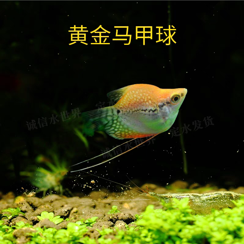 黄金珍珠马甲球 小型热带南美精品热带淡水观赏鱼  好养易活