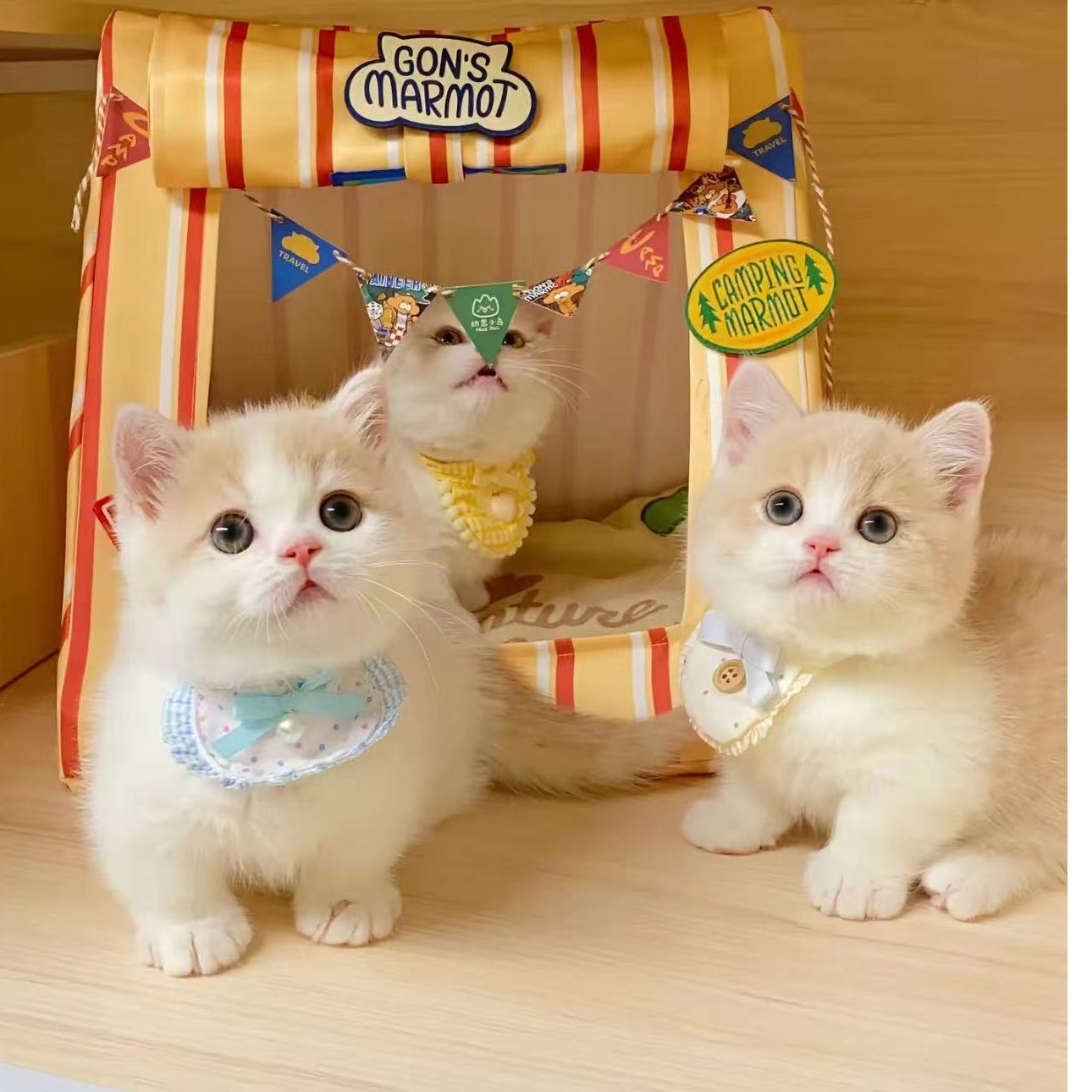 （小琪）金渐层银渐层虎斑起司暹罗布偶蓝猫蓝白