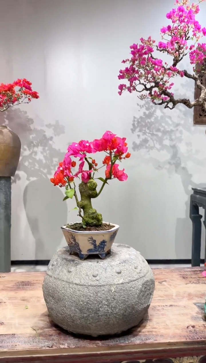 【闪购商品】盆景同安红