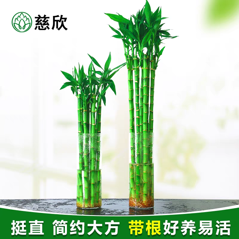 带根开运竹直竹富贵竹观音竹客厅书房书桌学生小绿植水养植物花卉