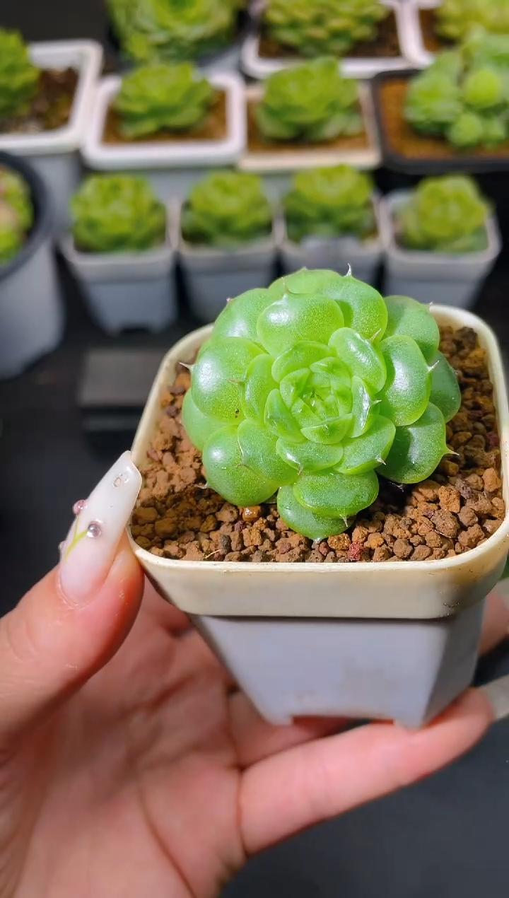049Y-11量拍发一颗