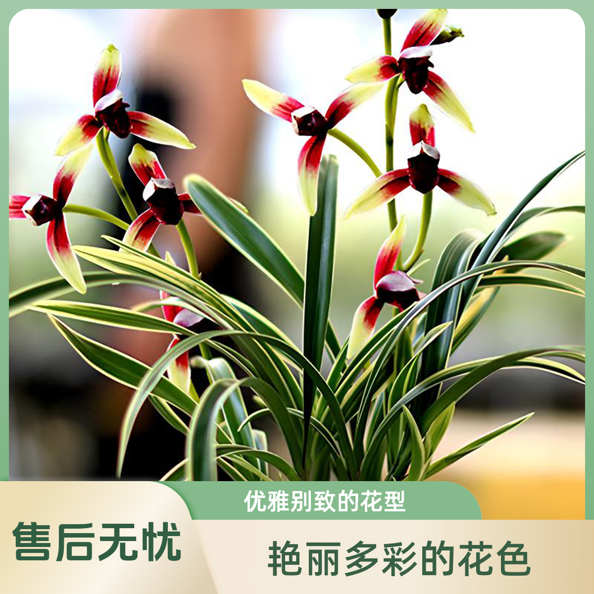 建兰至尊红颜矮种赏叶赏花五苗起 墨兰寒兰蕙兰春兰 自家基地直发