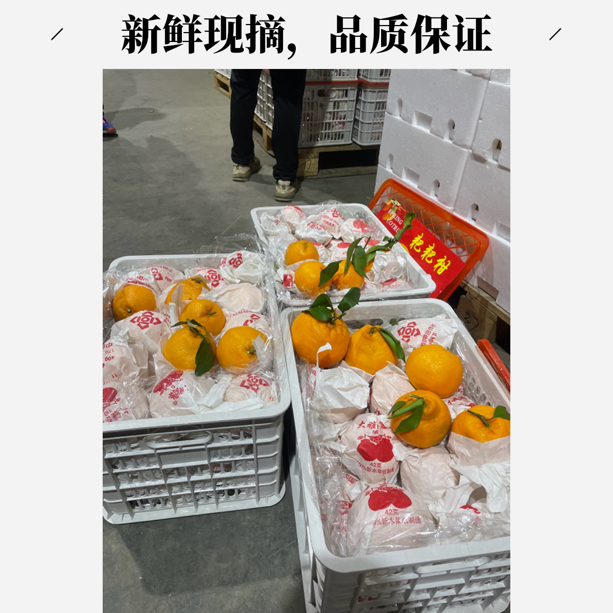 四川耙耙柑大果