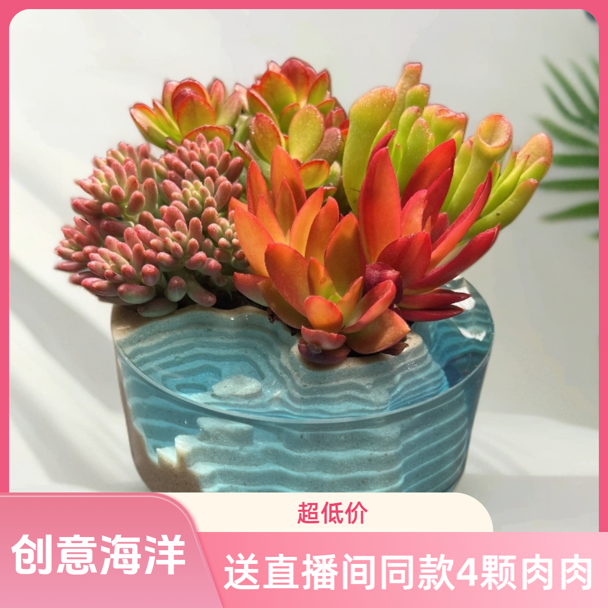 【②号】无土多肉盆器--冰岛之吻中圆