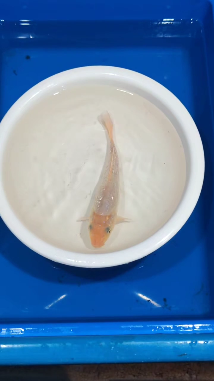 锦鲤023-大日白猿（锦鲤统一发顺丰空运到付）