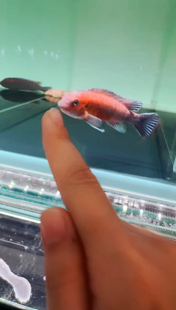 慈鲷鱼赤鲁巴赭石红勾鼻8cm一条