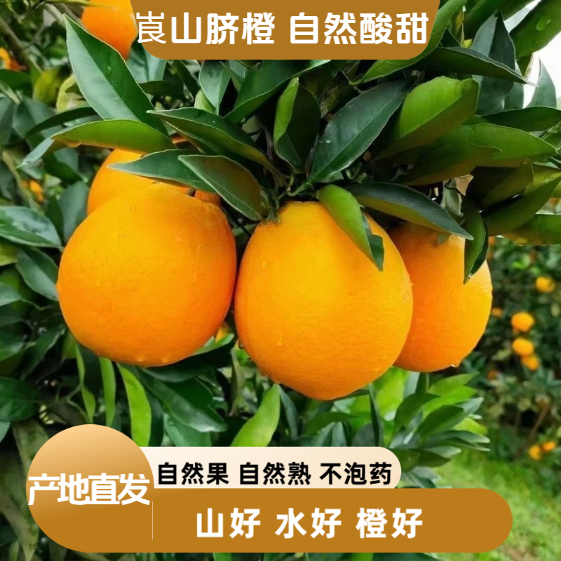 新鲜脐橙新宁崀山高山脐橙橙香十足酸甜可口湖南新鲜橙子口口爆汁