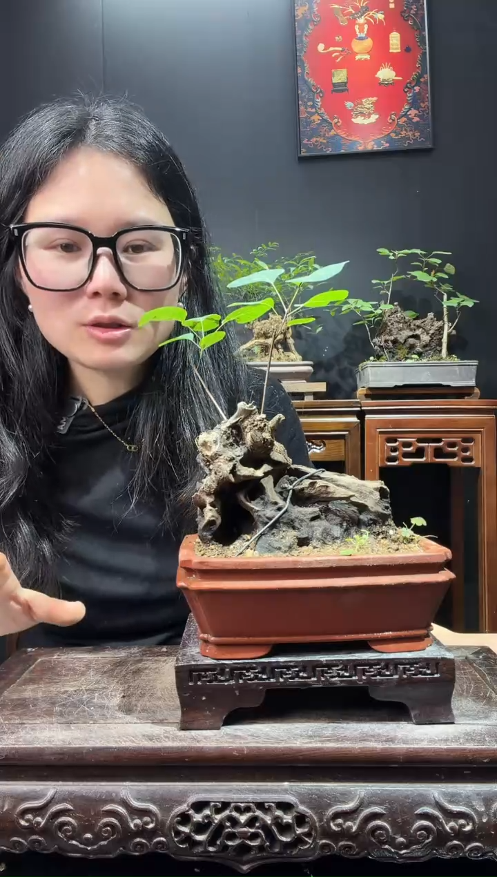 完全开放黄栌000