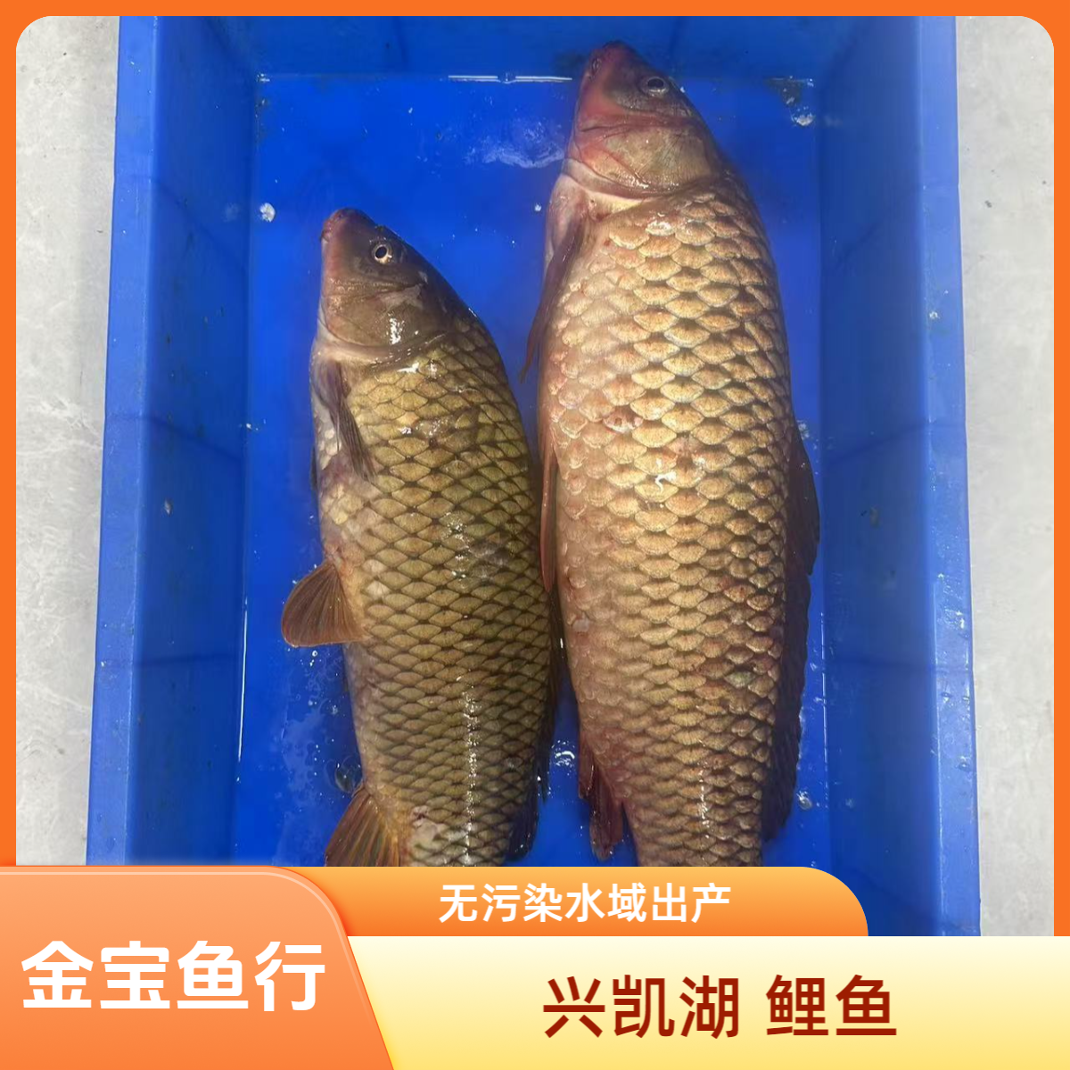 兴凯湖 中鲤鱼  