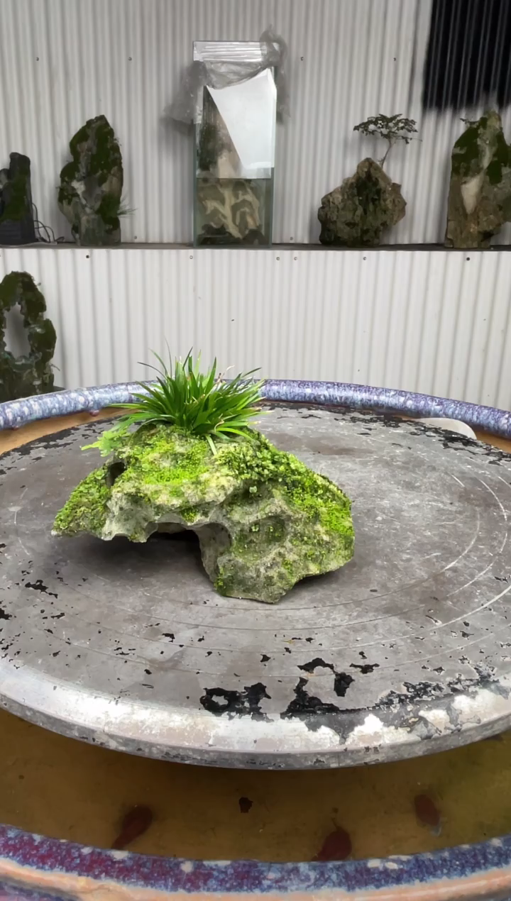 吴定石一物一拍专属