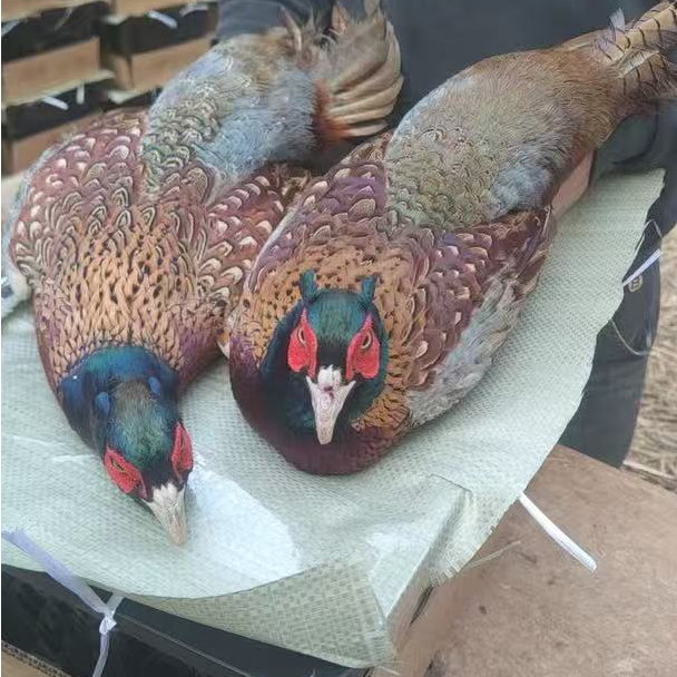 黑脖山鸡整鸡发货 可食用 一物一拍