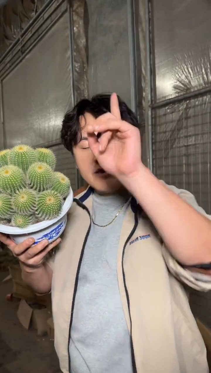 超大 金冠群生【带根】14-18cm