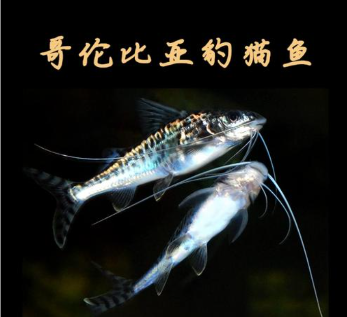哥伦比亚豹猫 观赏鱼水族