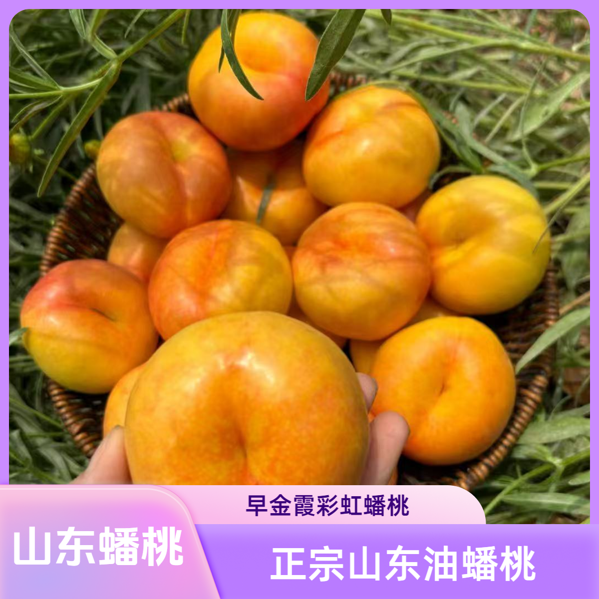 【小爱优选】正宗山东蒙阴彩虹油蟠桃3.5斤装