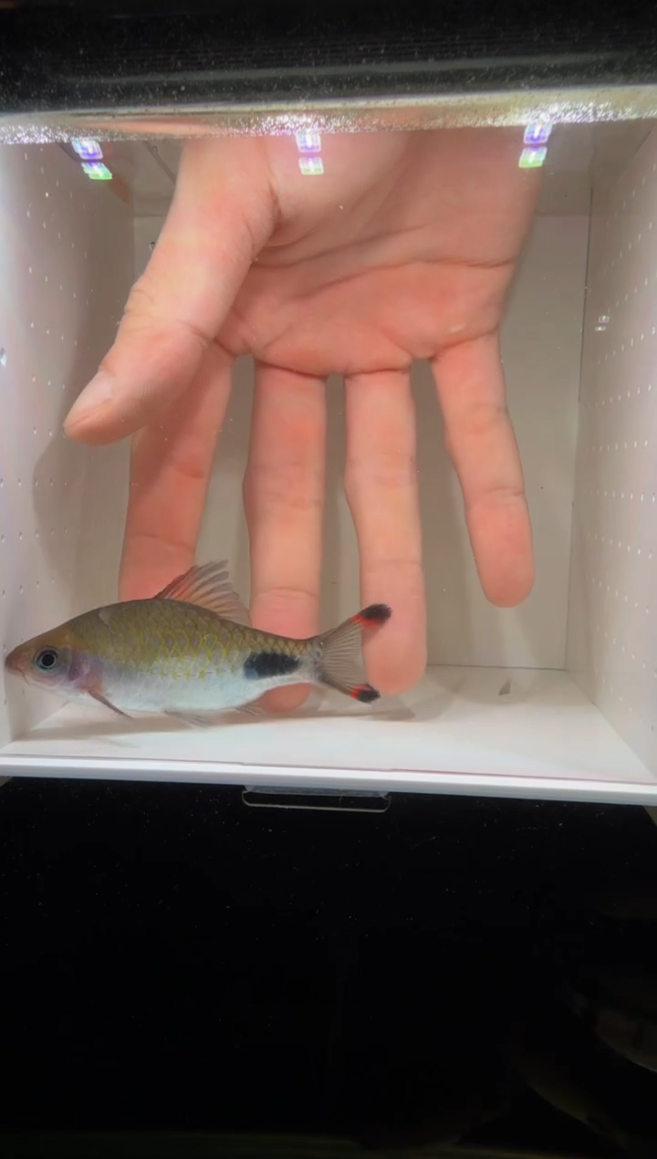 工具鱼红杂蓝1111