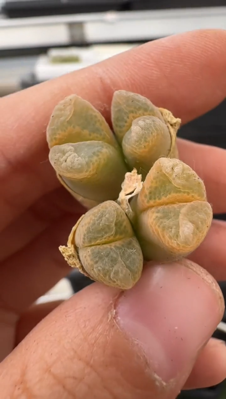 美丽的肉石头（25-31）-379小浣熊