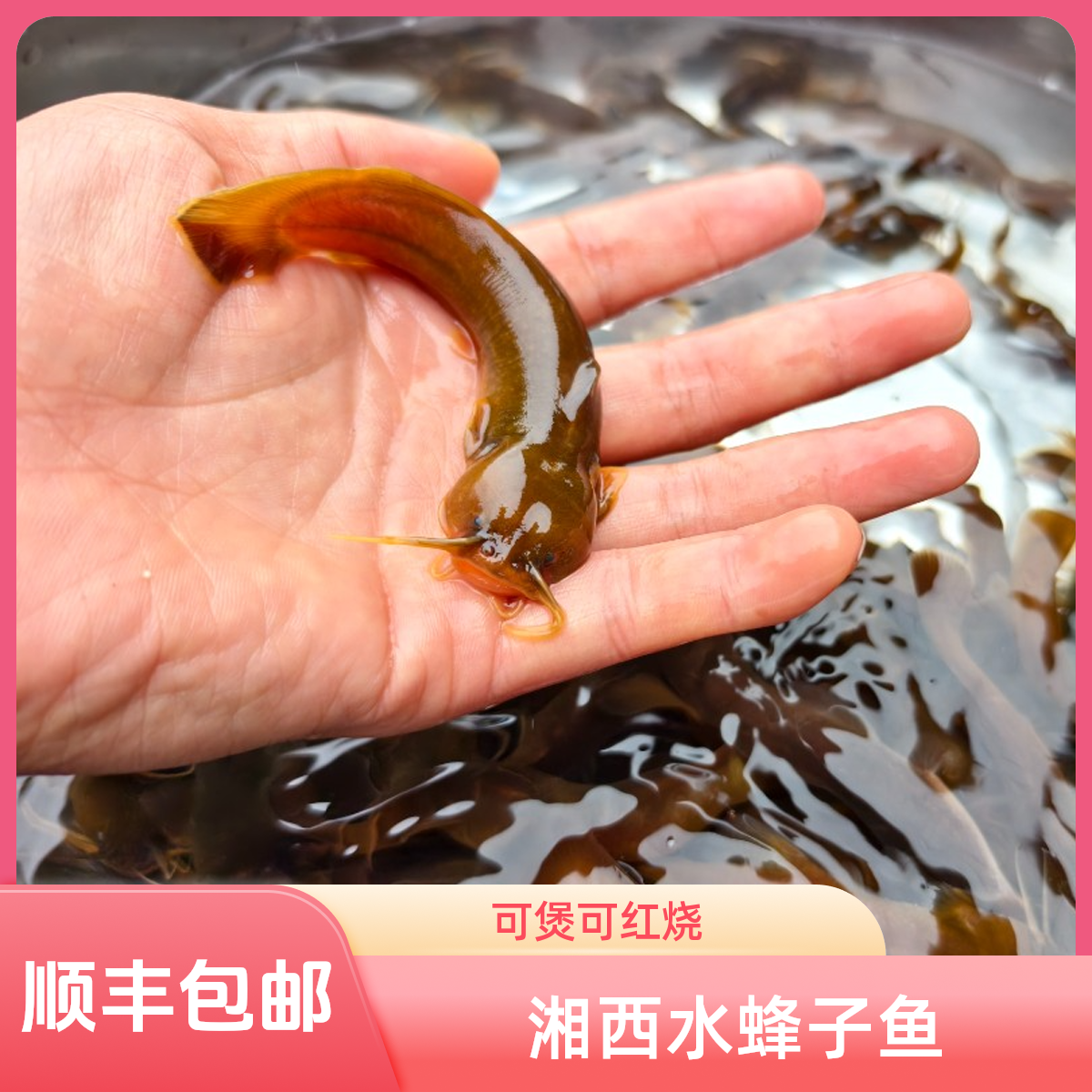 溪流水蜂子鱼 射疯子鱼 石蜂子鱼可煲汤红烧