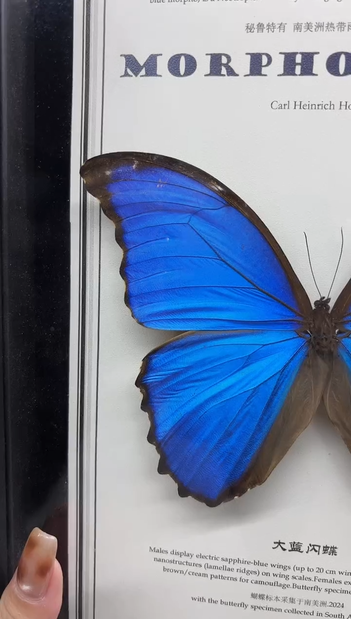 大蓝闪蝶相框标本 有裂