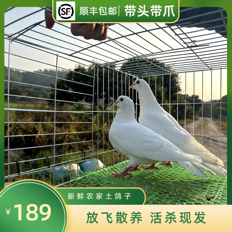 【3-5年以上鸽子】炖汤两小时以上营养丰富新鲜原粮土鸽子