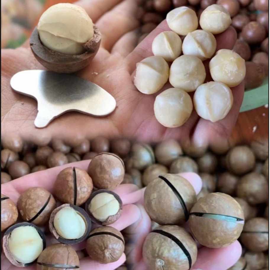 云南临沧大颗粒夏威夷果新鲜开口奶香原味孕妇休闲坚果零食