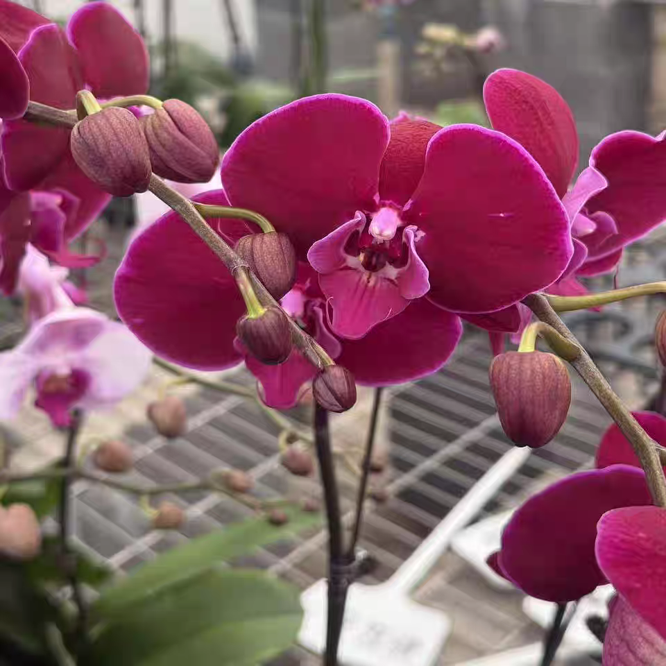 【霓虹灯】蝴蝶兰苗3.5寸加高加大杯 不带花带花剑（瑕疵叶片开裂）