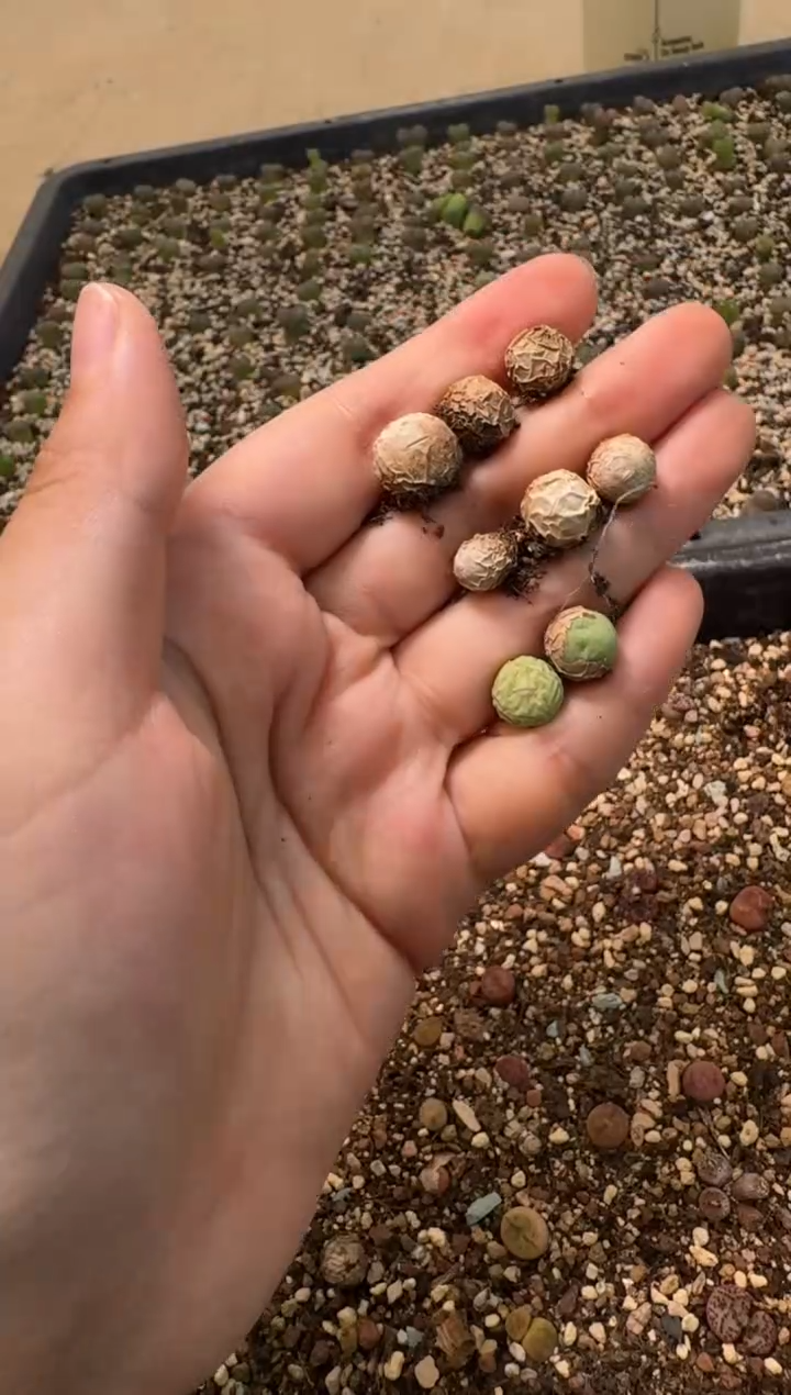 8-151多肉植物肉锥