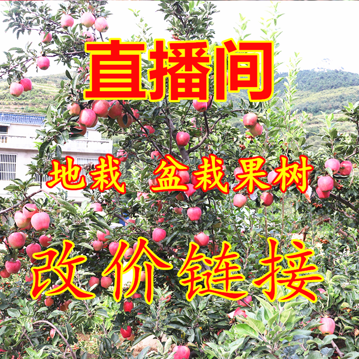 【直播间选苗改价】果树果树苗 柿子 盆栽地种