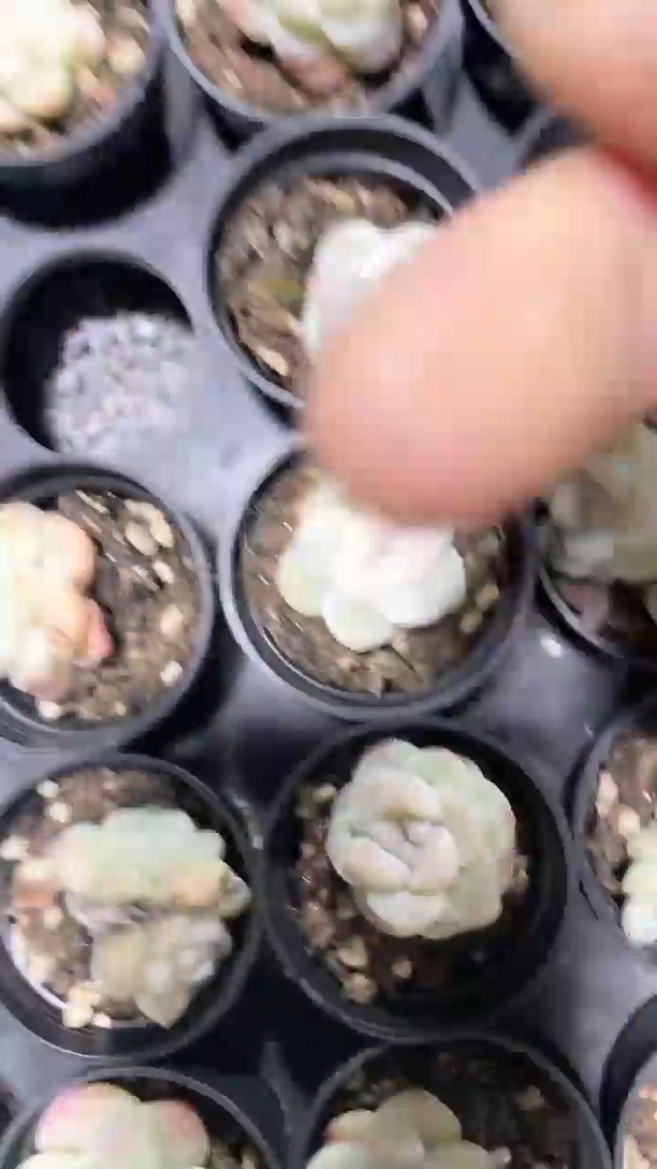 【闪购商品】563多肉