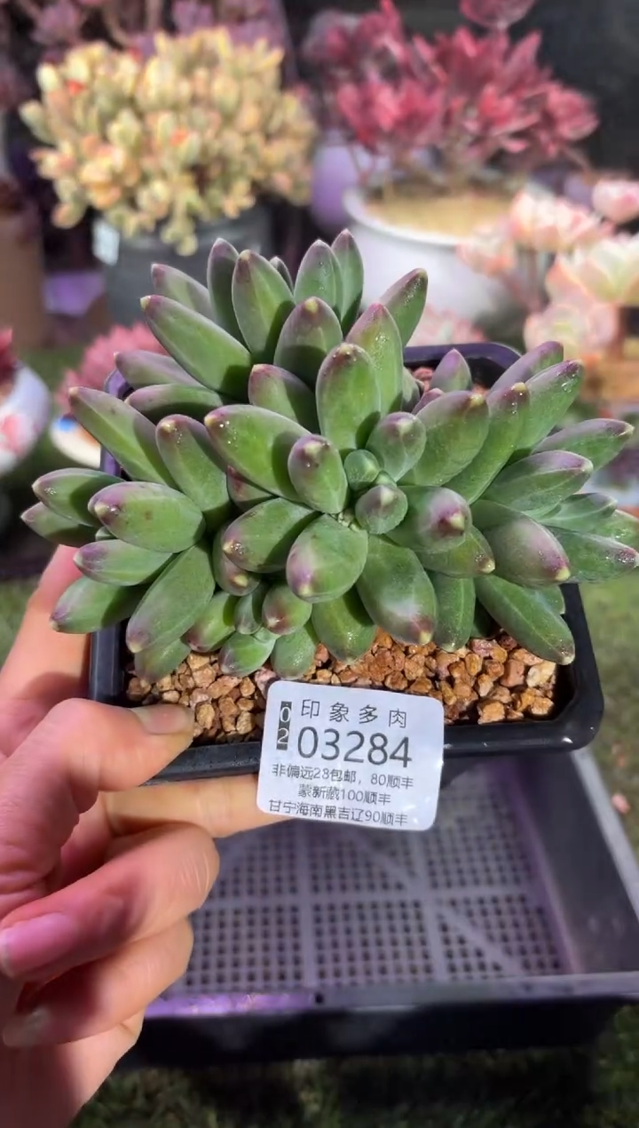 【闪购商品】03284